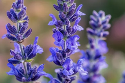 Salvia 3