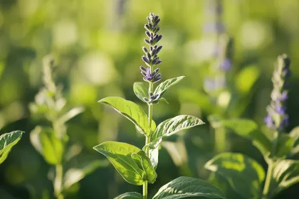 Bigger view of LivalosTest-Salvia3