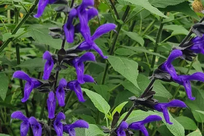 Congestiflora092314 min