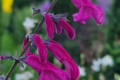 Curviflora194201 min