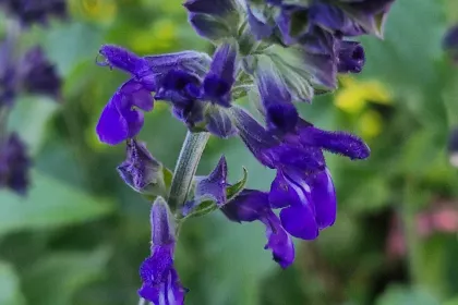 Indigo spires201033 min