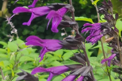 Purple and Bloom 101017 min