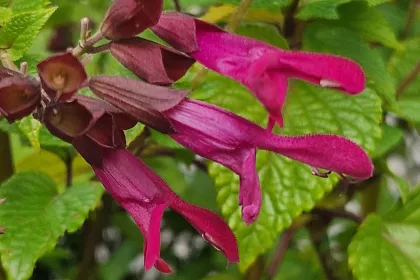Rockin Fuchsia092154 min