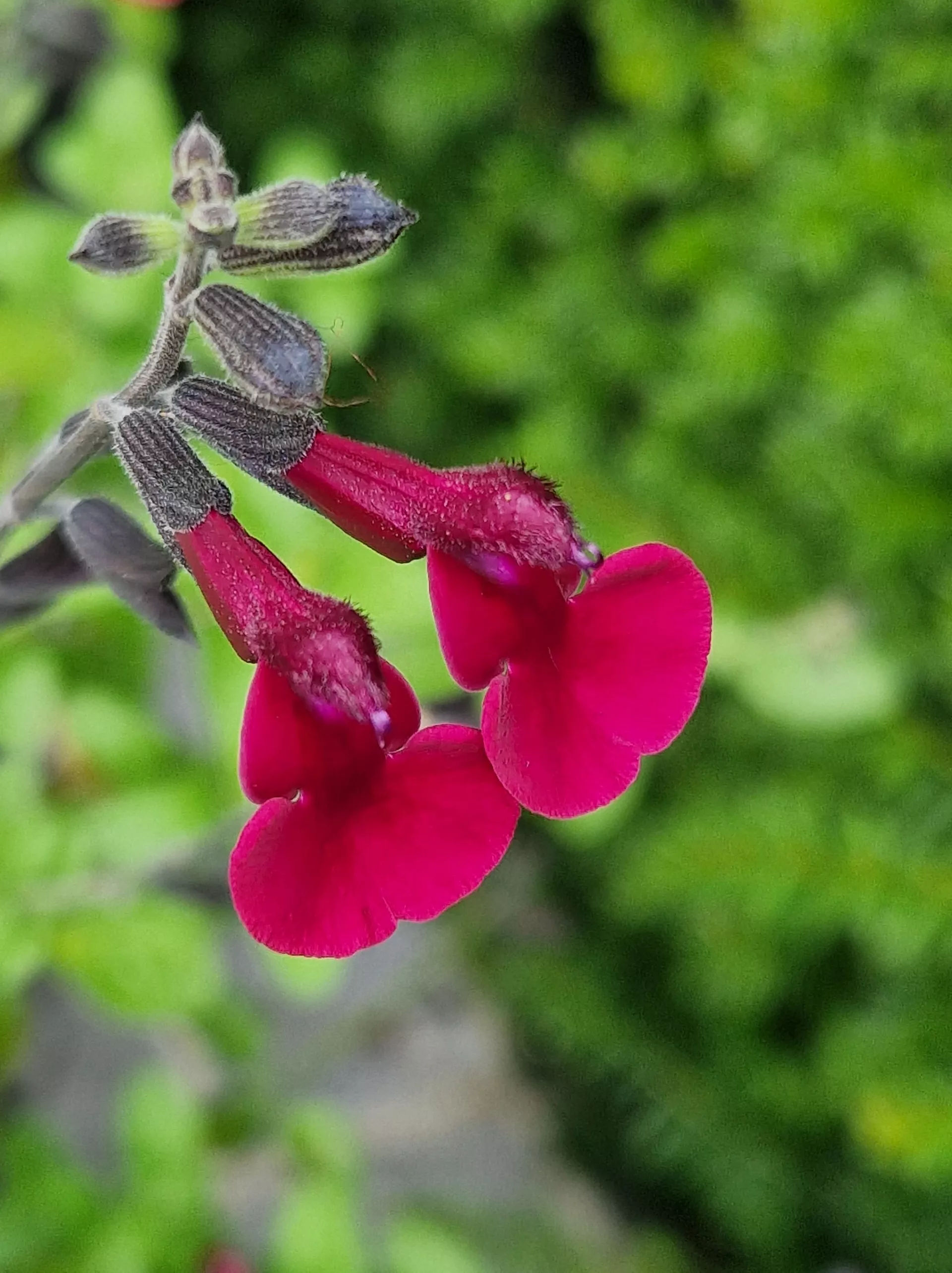dark red dream