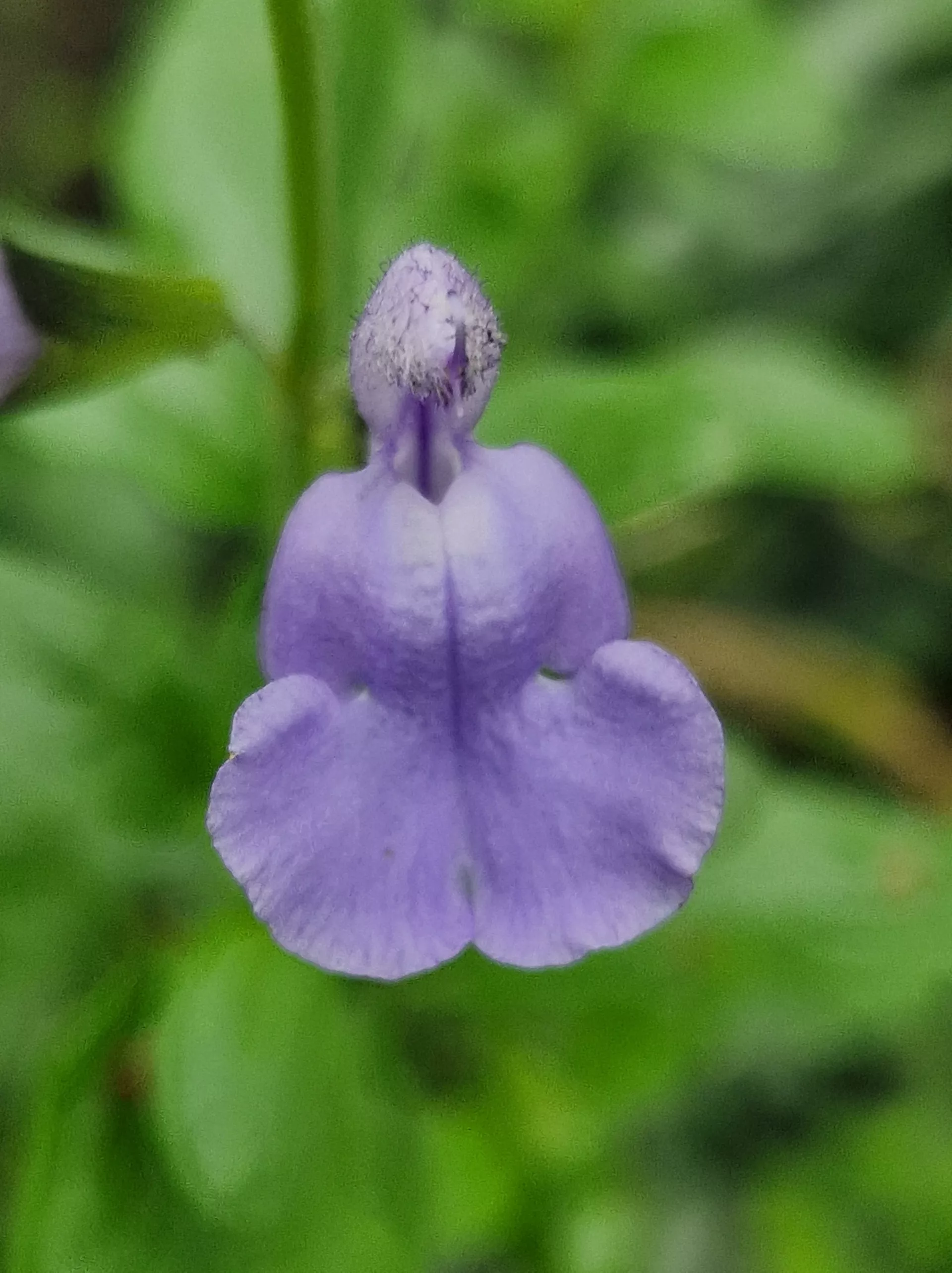 Salvia Delice Aquamarine
