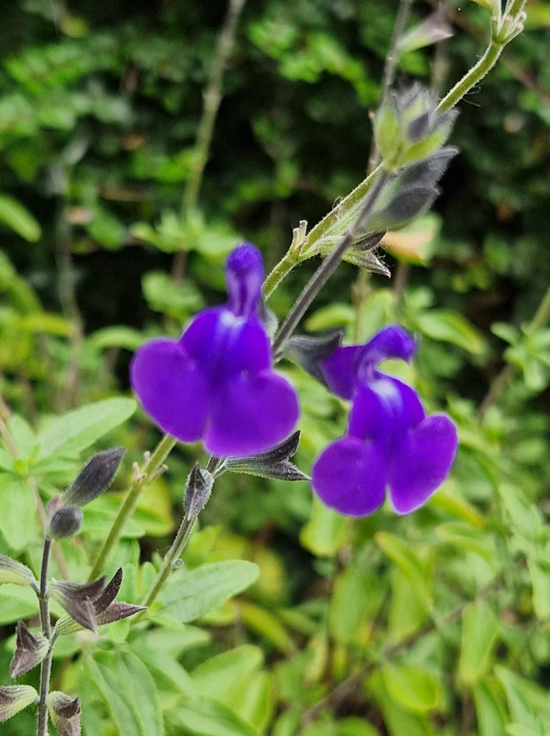 Salvia Delice Feline
