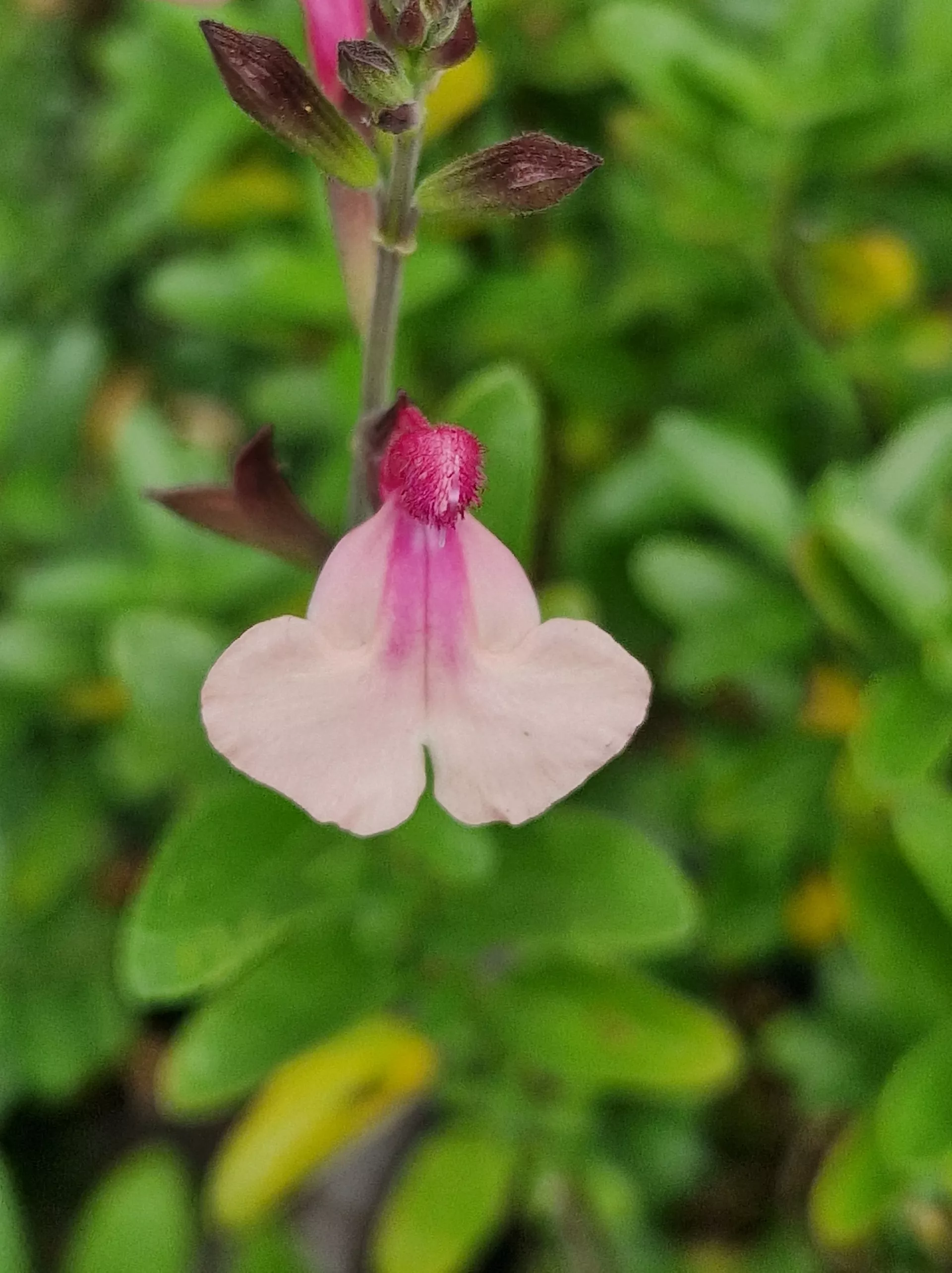 Salvia Delice Gold &amp; Wine