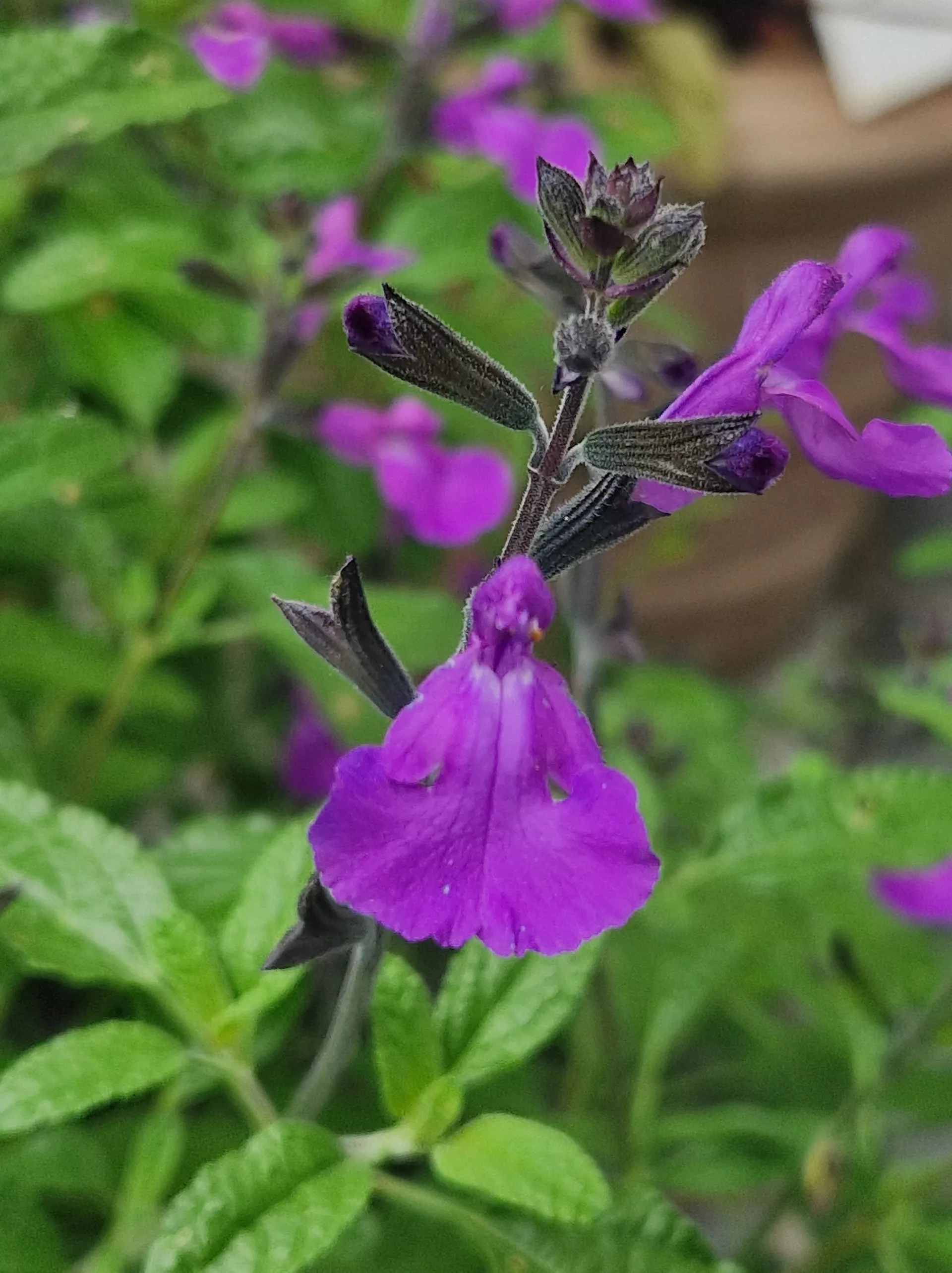 cool purple
