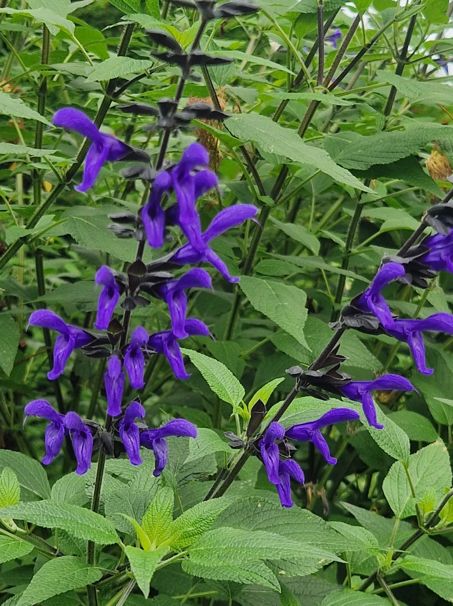 Congestiflora092314 min