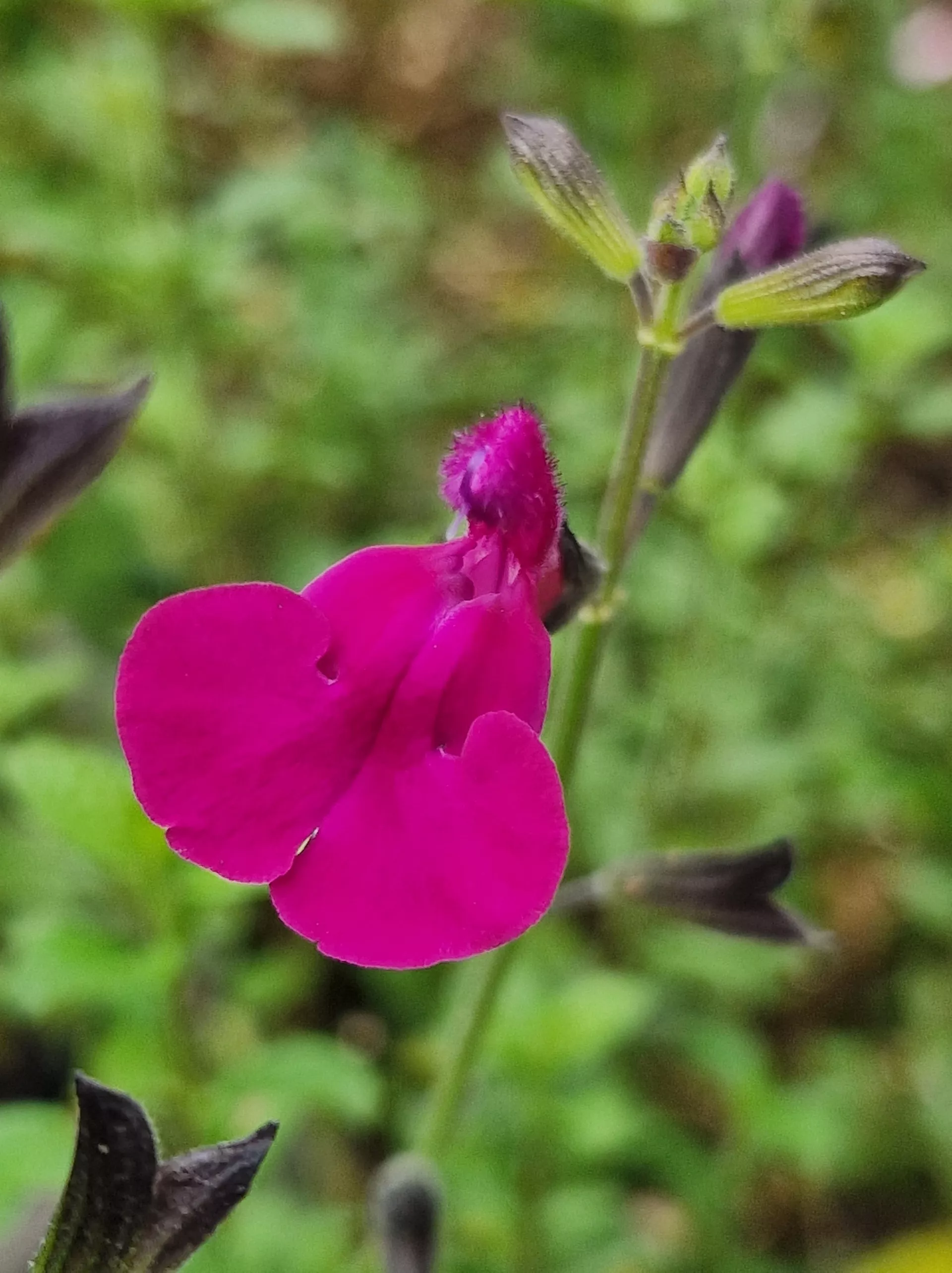 Morada 093950 min