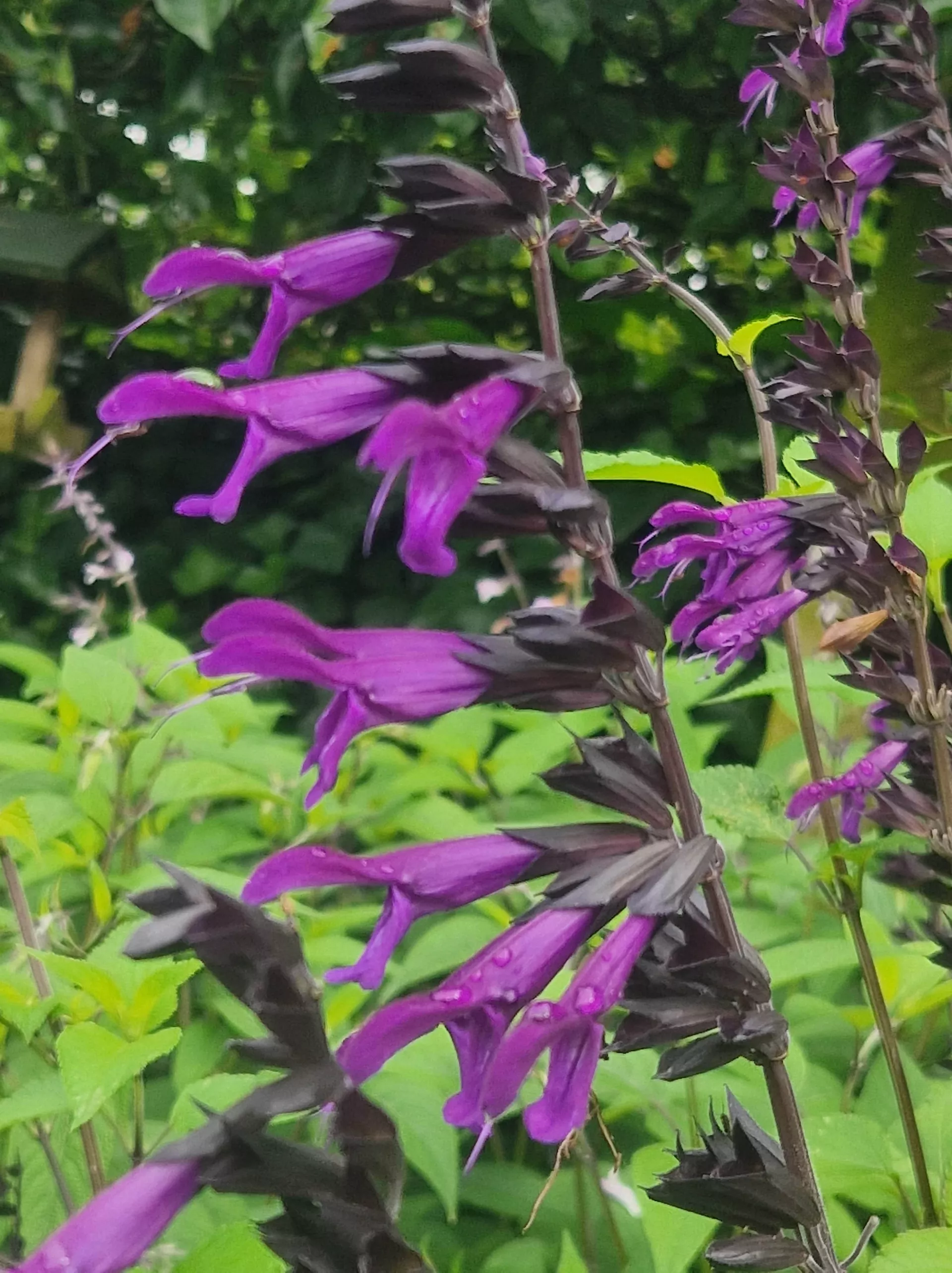 Purple and Bloom 101017 min