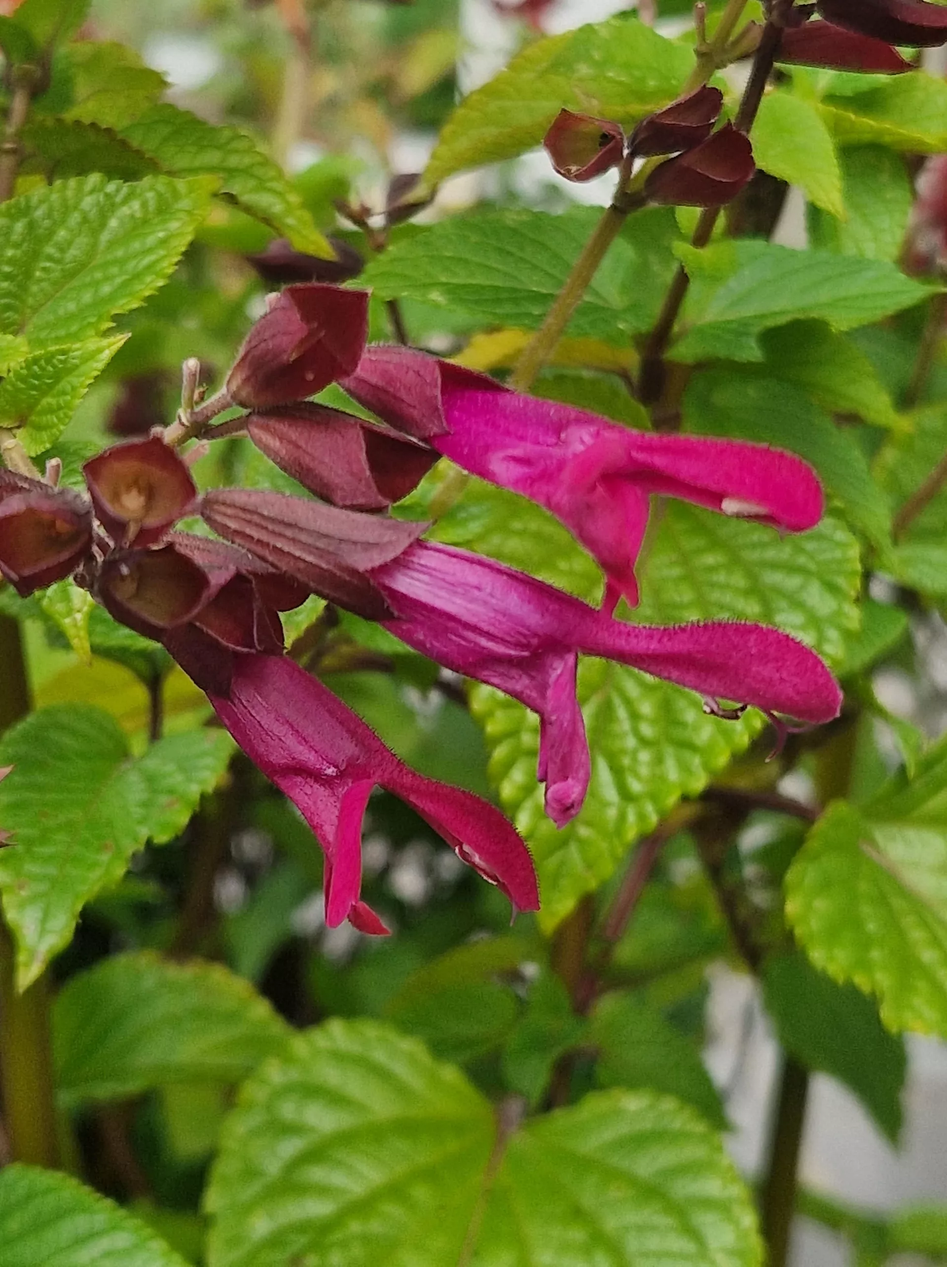 Rockin Fuchsia092154 min