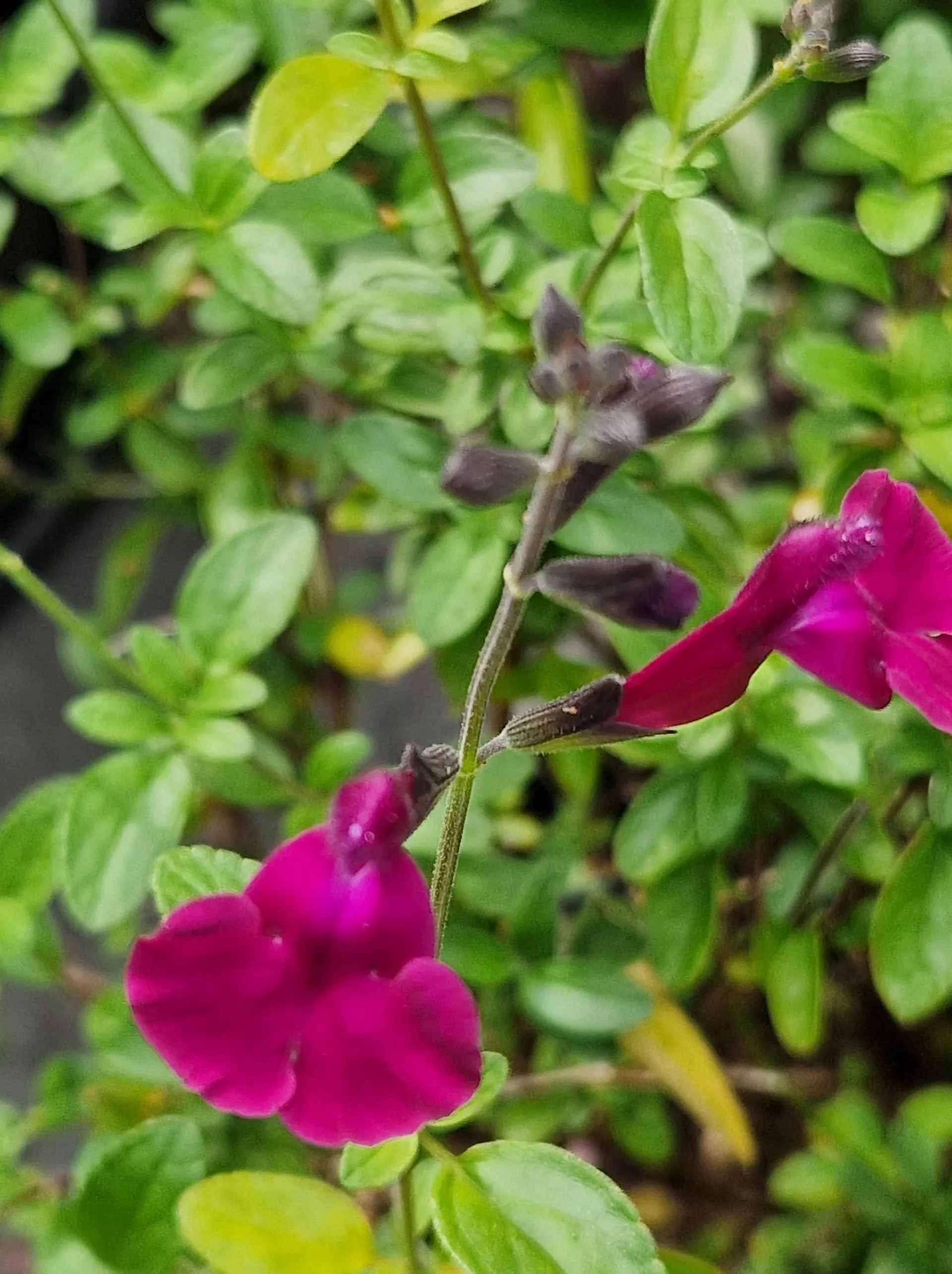 Violas Darling 102831 min